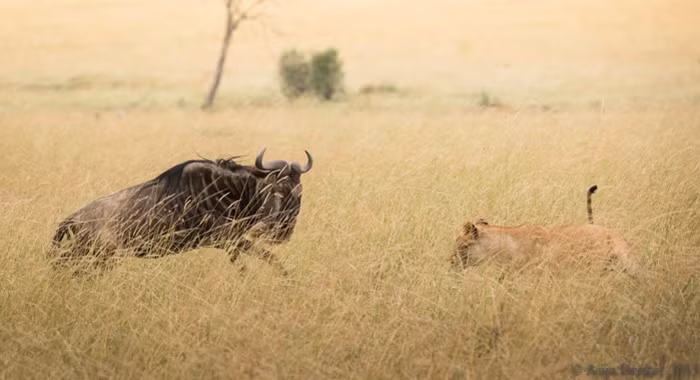 Anja Denker, nữ nhiếp ảnh gia hoang dã chụp được màn "dạy học" săn mồi đầy kịch tính của con sư tử cái dành cho những con sư tử trẻ. Những con sư tử săn linh dương ăn thịt ở vùng đồng bằng mở của Mara, Tanzania.