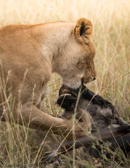 Ngay sau khi linh dương đầu bò từ giã cõi đời, sư tử cái thản nhiên xé xác, ăn tươi nuốt sống con linh dương tội nghiệp một cách ngon lành.