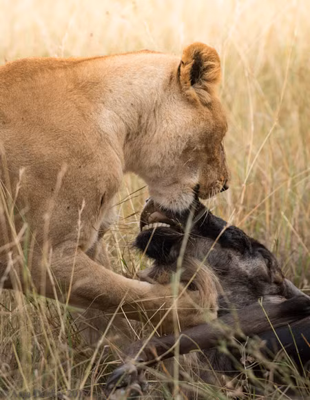 Ngay sau khi linh dương đầu bò từ giã cõi đời, sư tử cái thản nhiên xé xác, ăn tươi nuốt sống con linh dương tội nghiệp một cách ngon lành.