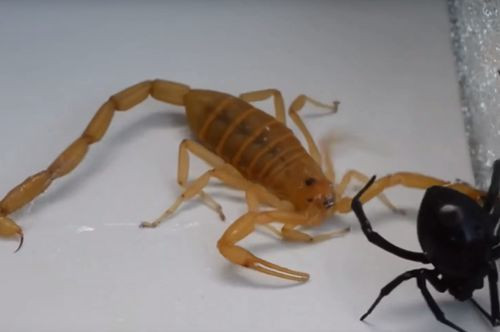 Trận tử chiến kết thúc khi cả bọ cạp vàng Israel và nhện góa phụ đen đều ngã gục khi cùng trúng độc của nhau. Không có ai là người chiến thắng,