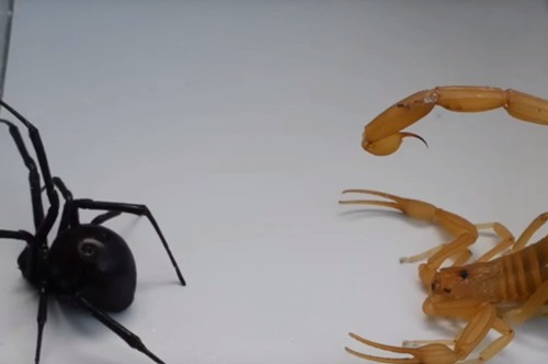 Trong khi đó, con nhện cũng cố gắng cắn trả được bọ cạp vàng thật lực.