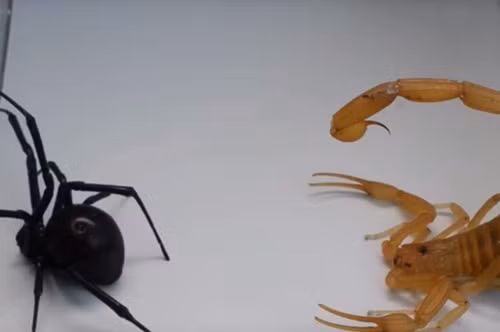 Trong khi đó, con nhện cũng cố gắng cắn trả được bọ cạp vàng thật lực.