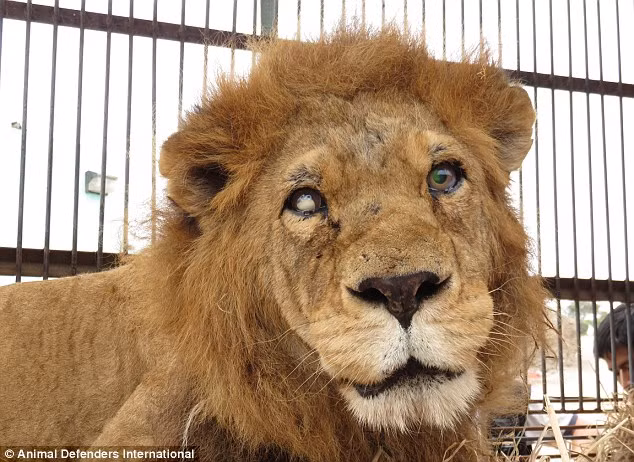 Vừa qua, 24 con sư tử ở Peru và 9 con sư tử ở Colombia đã được giải cứu khỏi những rạp xiếc bất hợp pháp và trả về thiên nhiên. Trong ảnh là sư tử Joseph, chú bị bắt trộm ở châu Phi và vận chuyển đến Peru, nơi chú bị mắc kẹt trong một cái lồng nhỏ và buộc phải thực hiện những gì con người huấn luyện như một diễn viên xiếc động vật. Cuộc sống địa ngục của sư tử rạp xiếc khiến ai cũng thương cảm.