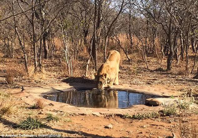 Mặc dù sẽ rất khó khăn để thích ứng được với cuộc sống thiên nhiên hoang dã sau khi bị giam cầm, huấn luyện và bị tước bỏ những vũ khí chiến đấu cũng như tự vệ nhưng được trở về thiên nhiên có lẽ vẫn là nguyện vọng lớn nhất của những con sư tử trong rạp xiếc.