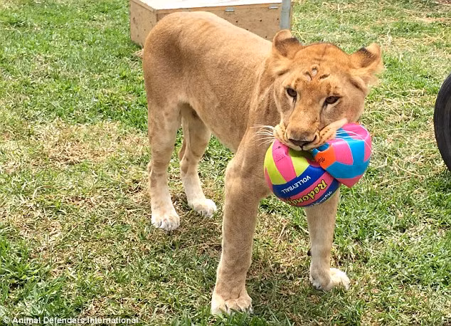 Một con sư tử có tên Kiala hạnh phúc khi được cứu.