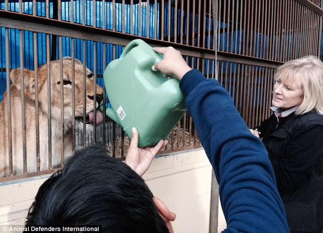 Phát ngôn viên này cũng cho biết thêm là những con sư tử này đều bị chặt hết những móng vuốt và mắc những chứng bệnh do việc di chuyển liên tục qua nhiều địa điểm biểu diễn gây ra.