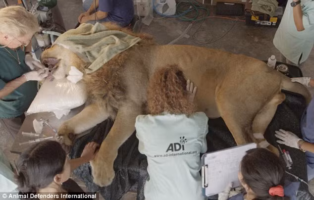 Hiện tại, khi được cứu thoát khỏi cuộc sống địa ngục trần gian ở những rạp xiếc, những con sư tử này sẽ được đưa tới khu bảo tồn động vật ở châu Phi.