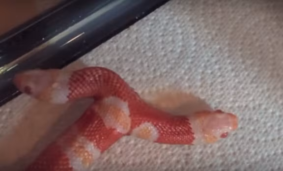 Chiếc đầu bên phải có vẻ nhanh nhẹn và cũng độc ác hơn. Nếu không có sự can thiệp, chiếc đầu bên phải có thể nuốt chửng cả chiếc đầu bên trái để tranh giành thức ăn.