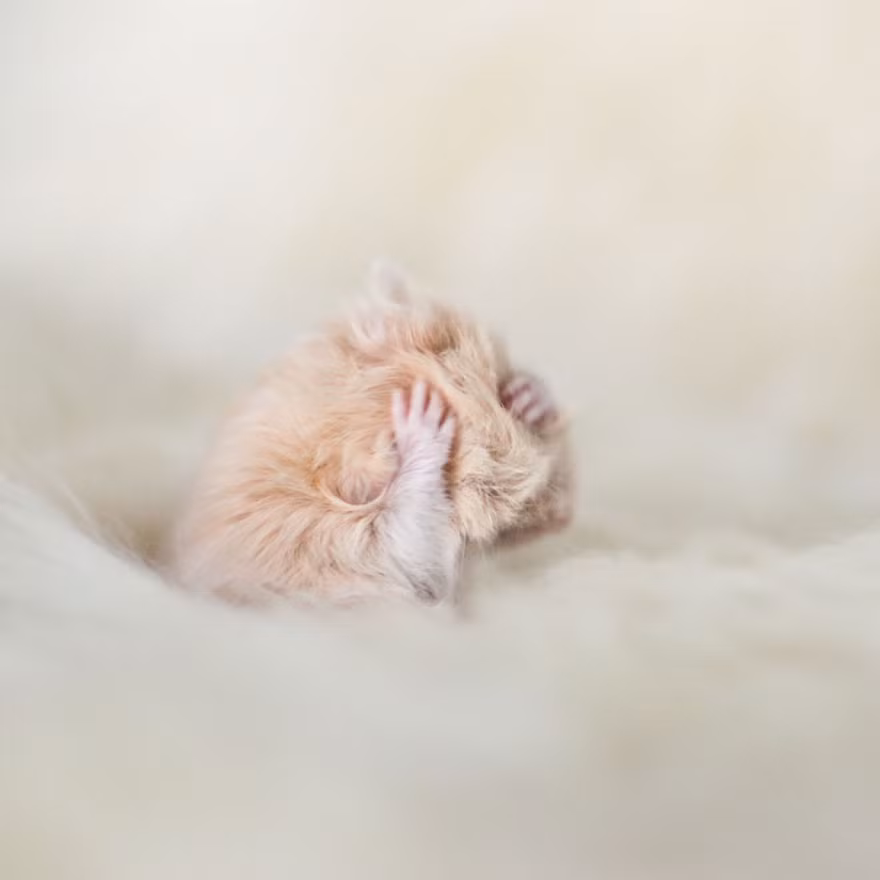 Bị vợ giận, chú chuột hamster này đang đau đầu nghĩ cách làm lành.