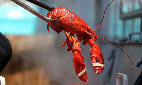 Tôm hùm phải được làm chết não trước khi chế biến thành món ăn.