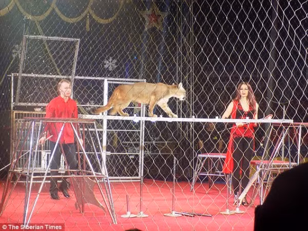 Hình ảnh trong phần trình diễn của con báo sư tử.