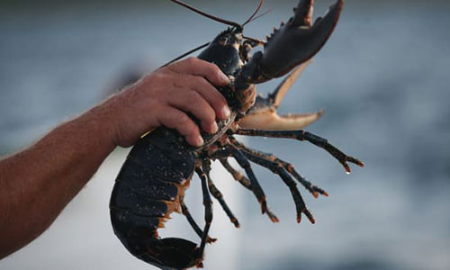 Luộc sống tôm hùm bị cấm ở Thụy Sĩ từ tháng 3.2018.