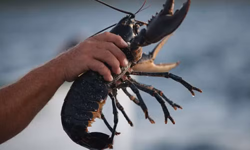 Luộc sống tôm hùm bị cấm ở Thụy Sĩ từ tháng 3.2018. Luộc sống tôm hùm bị cấm ở Thụy Sĩ từ tháng 3.2018.