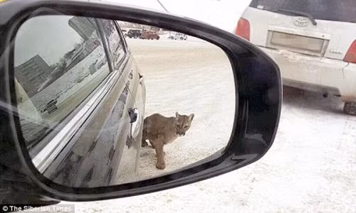 Một người khác sau khi nhìn thấy con báo “lượn lờ” ở ngoài bãi đậu xe đã nhanh chóng chụp lại hình ảnh của nó.