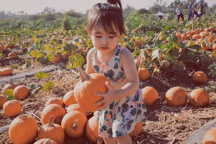 Hình ảnh bé Yvona đi chọn bí ngô để trang trí nhà nhân dịp Halloween năm 2017.