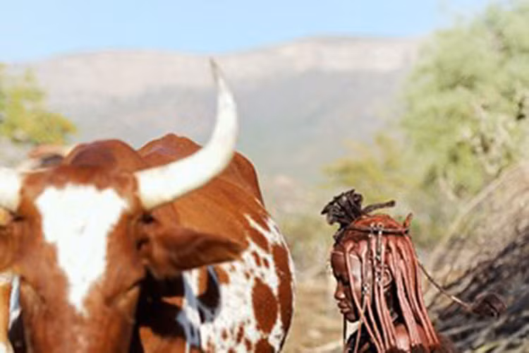 Bộ lạc Himba vẫn duy trì lối sống du mục, họ di chuyển theo mùa, đến những nơi tốt nhất cho đàn gia súc của mình.