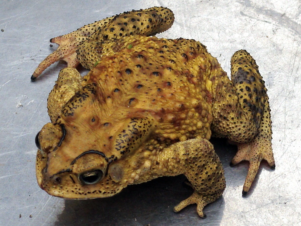 Ăn thịt cóc, một nam thanh niên ở Quảng Bình tử vong An thit coc, mot nam thanh nien o Quang Binh tu vong