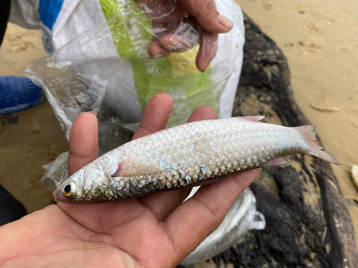 Cá đối tên khoa học là Mugilidae. Chúng gồm nhiều loài, sống tại vùng có khí hậu nhiệt đới và cận nhiệt đới. Một số sống trong nước mặn, nước lợ cửa sông; một số khác sống trong nước ngọt. Hiện có hơn 13 loài cá đối đang sinh sống tại nước ta. Đây là loại cá ăn khá ngon, chế biến được nhiều món ngon như kho, chiên, nhưng ngon nhất vẫn là món cá đối nướng.