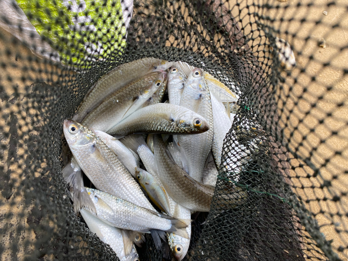 Thành quả của những giờ đánh đu với con sóng là rất nhiều chú cá đối vương lưới. Hiện nay, đang vào mùa cá đối biển, nên mọi người bắt được khá nhiều. Theo anh Hà, có nhiều cách bắt cá đối khác nhau. Bài bản nhất vẫn là dùng thuyền thúng để săn. Còn anh do chỉ tranh thủ giờ nghỉ trưa nên dùng chiếc xăm ô tô để buông lưới bắt cá.