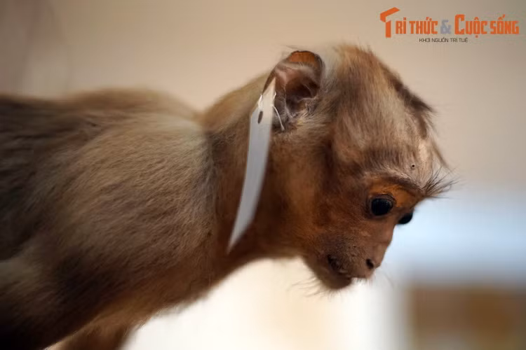 Theo đó, số loài được linh trưởng ở Việt Nam xếp ở mức Cực kỳ nguy cấp (CR – Critically Endangered) đã tăng lên từ 7 loài năm 2008 lên 11 loài năm 2015.