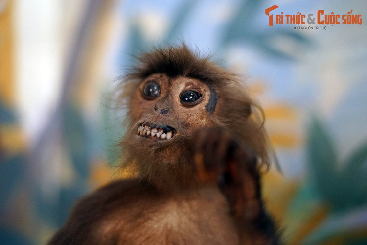 Theo thống kê, có khoảng 25 loài linh trưởng được ghi nhận ở Việt Nam.