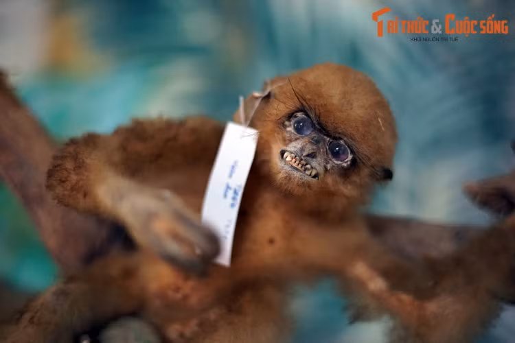 Đó là hơn chục tiêu bản của các loài linh trưởng được ghi nhận ở khu vực Tây Nguyên như cu li, vượn đen, voọc vá chân đen, voọc bạc, khí mặt đỏ...