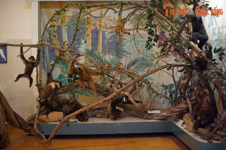 Nếu không có các nỗ lực bảo tồn, nhiều loài linh trưởng sẽ có nguy cơ biến mất vĩnh viễn, khiến các thế hệ tiếp theo của người Việt chỉ còn cơ hội biết đến chúng qua những mẫu tiêu bản đặc biệt này.