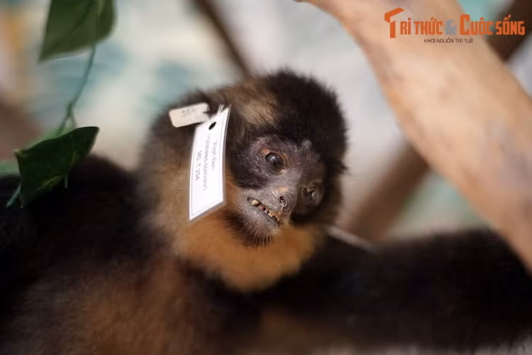 Các con vật này được tạo hình trong nhiều tư thế khác nhau, như leo trèo, đeo bám vào cành cây, kiếm ăn... nhằm gây ấn tượng rằng trông chúng như thể đang còn sống.