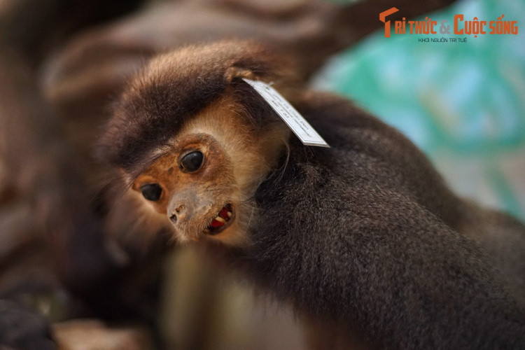 Con số này khiến nước ta trở thành một trong những quốc gia sở hữu quần thể linh trưởng đa dạng nhất thế giới.