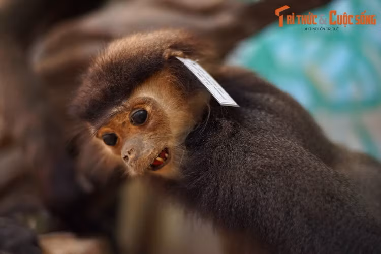 Con số này khiến nước ta trở thành một trong những quốc gia sở hữu quần thể linh trưởng đa dạng nhất thế giới.