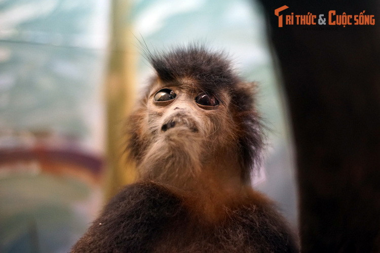 Một số hình ảnh khác về tiêu bản khỉ ở Bảo tàng Sinh học.