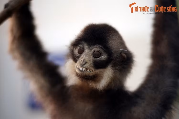 Trong số đó, có 5 loài chỉ được ghi nhận trên lãnh thổ Việt Nam, gồm voọc Cát Bà, voọc mông trắng, voọc mũi hếch, chà vá chân xám và vượn mào đen Phương Đông.