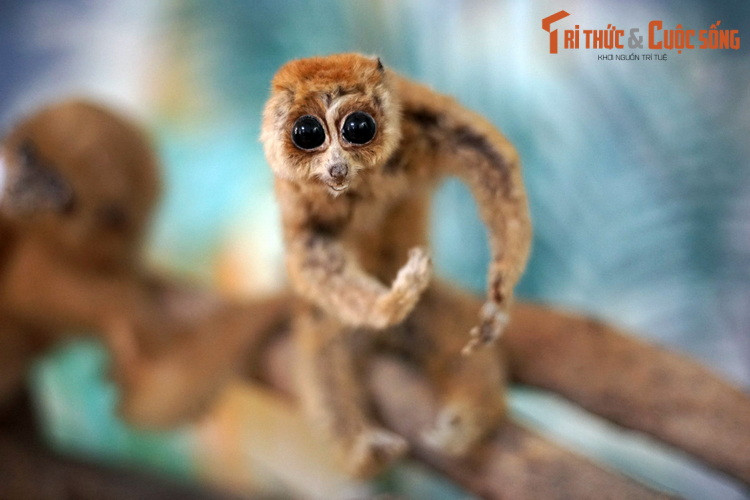 Việc có nhiều loài linh trưởng nguy cấp đã làm cho Việt Nam trở thành một tâm điểm được các nhà bảo tồn quốc tế quan tâm trong công cuộc bảo vệ đa dạng linh trưởng.