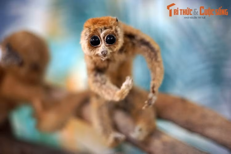 Việc có nhiều loài linh trưởng nguy cấp đã làm cho Việt Nam trở thành một tâm điểm được các nhà bảo tồn quốc tế quan tâm trong công cuộc bảo vệ đa dạng linh trưởng.