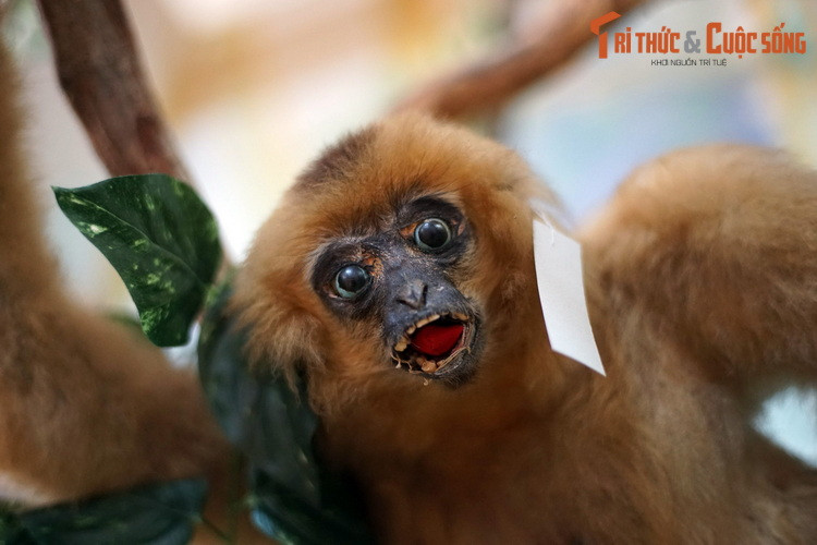 Thế nhưng, những loài động vật độc đáo và tiến hóa cao này phải đối mặt với nhiều mối đe dọa sinh tồn như sinh cảnh bị mất hoặc chia cắt, biến đổi khí hậu và săn bắt do nhu cầu tiêu thụ và buôn bán bất hợp pháp.