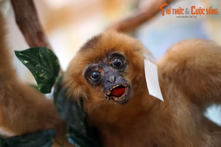 Thế nhưng, những loài động vật độc đáo và tiến hóa cao này phải đối mặt với nhiều mối đe dọa sinh tồn như sinh cảnh bị mất hoặc chia cắt, biến đổi khí hậu và săn bắt do nhu cầu tiêu thụ và buôn bán bất hợp pháp.