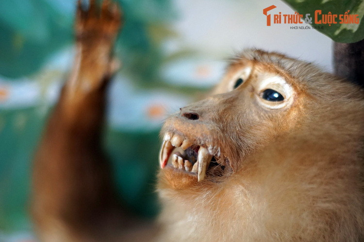 Theo các số liệu của Tổ chức bảo tồn động thực vật hoang dã quốc tế (FFI), linh trưởng ở Việt Nam đang bị đe dọa ở tình trạng đặc biệt nghiêm trọng.