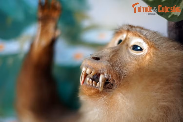 Theo các số liệu của Tổ chức bảo tồn động thực vật hoang dã quốc tế (FFI), linh trưởng ở Việt Nam đang bị đe dọa ở tình trạng đặc biệt nghiêm trọng.