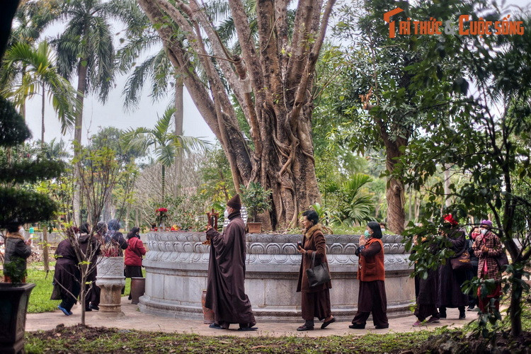 Ngày nay, cây bồ đề do Bác Hồ đưa về từ Ấn Độ là một điểm chiêm bái quan trọng ở chùa Một Cột. Từ cây bồ đề lịch sử, những nhánh mới tiếp tục chiết tách để trồng ở những nơi khác.