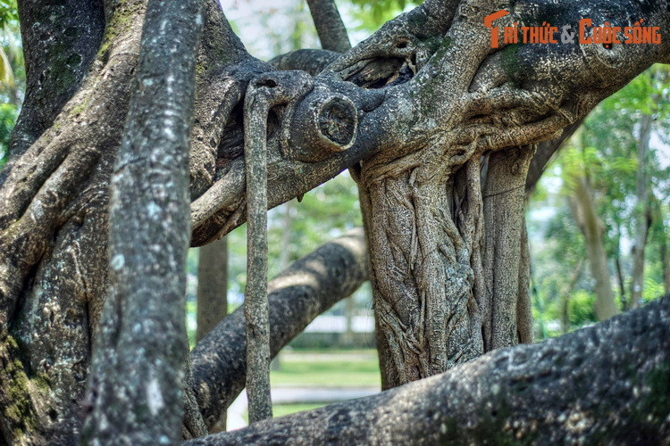 Tại đây, Bác Hồ đã tự tay cầm xẻng, xúc đất vun cho một cây đa nhỏ. Trồng cây xong, Người trò chuyện thân mật với người dân về lợi ích của việc trồng cây. Người nói đại ý rằng, mấy năm trước nơi đây còn là bãi rác, nhờ có lao động của mọi người mà nay cây đã lên xanh tốt...