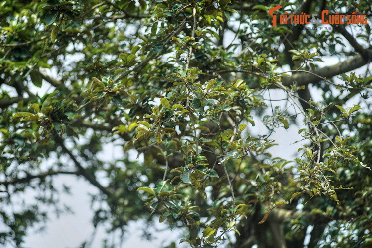 Người căn dặn: “Các cụ, các cô, các chú trồng cây nào, phải trông nom, tưới tắm cây ấy cho thật tốt...”. Nhìn những lát xẻng xúc đất nhanh nhẹn của Bác Hồ, ai cũng xúc động và thầm mong cho Người luôn khỏe mạnh.