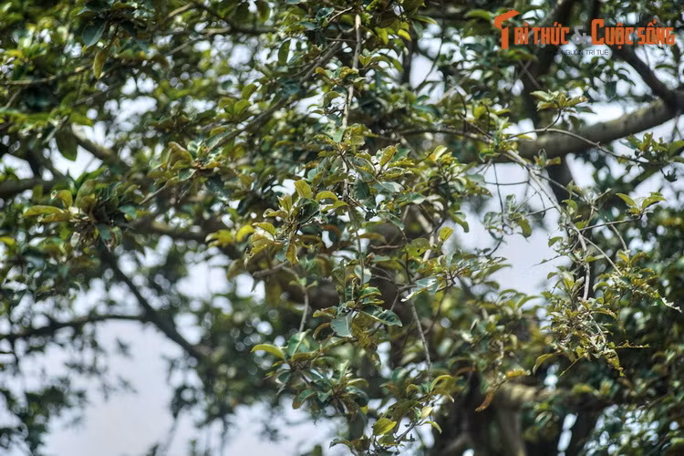 Người căn dặn: “Các cụ, các cô, các chú trồng cây nào, phải trông nom, tưới tắm cây ấy cho thật tốt...”. Nhìn những lát xẻng xúc đất nhanh nhẹn của Bác Hồ, ai cũng xúc động và thầm mong cho Người luôn khỏe mạnh.