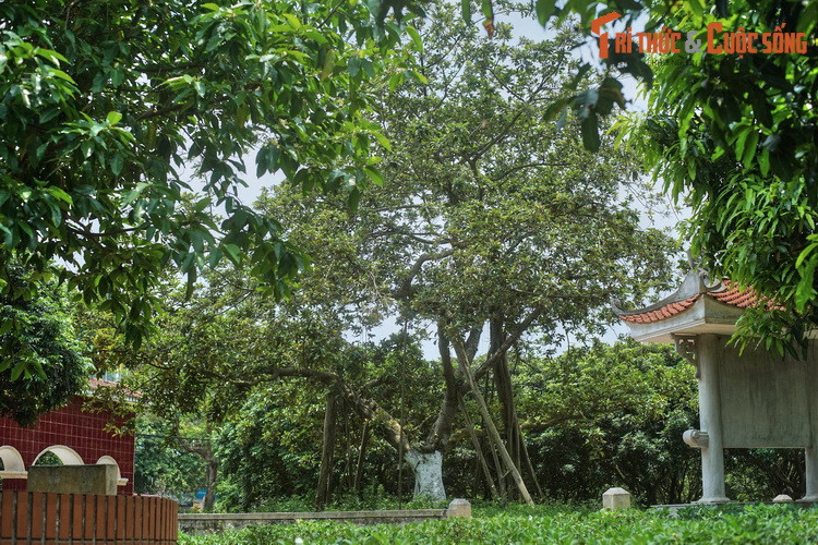 Theo tư liệu được lưu giữ, vào buổi sáng 31/1/1965, sau khi thăm hỏi nhân dân, Bác Hồ đã xắn quần cao, đi đến một cái hố cây đã đào sẵn. Người đặt cây đa xuống hố và sửa cho cây đa đứng thẳng sau đó xúc từng xẻng đất đắp vào gốc cây...