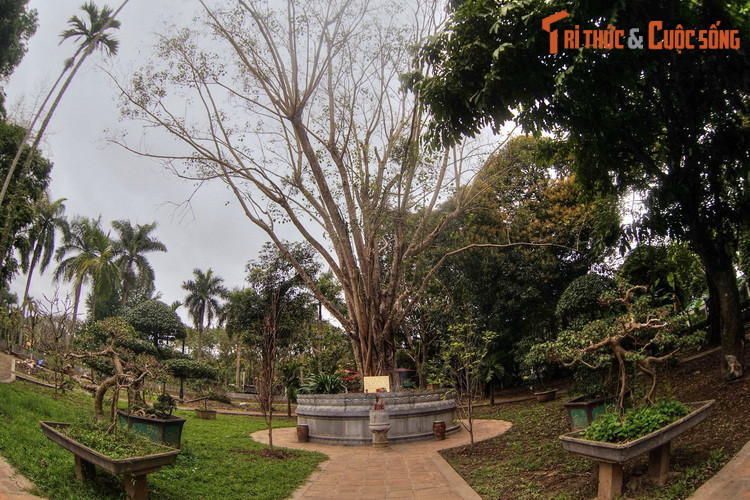 Đó là cây bồ đề được tách từ cội cây nơi Phật Thích Ca đắc đạo, do Tổng thống Ấn Độ Rajendra Prasad tặng Chủ tịch Hồ Chí Minh nhân dịp Người sang thăm Ấn Độ năm 1958. Sau khi về nước, Bác Hồ đã đem trồng cây bồ đề trong sân chùa Một Cột.