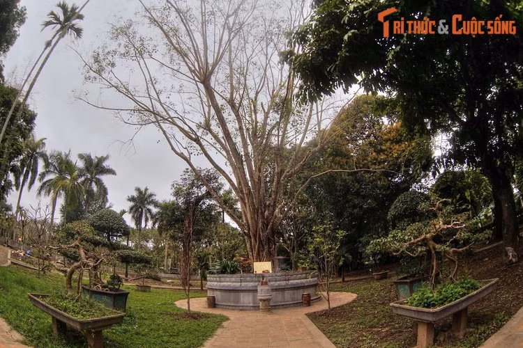 Đó là cây bồ đề được tách từ cội cây nơi Phật Thích Ca đắc đạo, do Tổng thống Ấn Độ Rajendra Prasad tặng Chủ tịch Hồ Chí Minh nhân dịp Người sang thăm Ấn Độ năm 1958. Sau khi về nước, Bác Hồ đã đem trồng cây bồ đề trong sân chùa Một Cột.