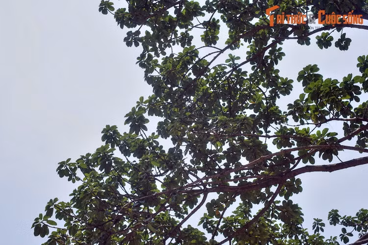 Dù Bác Hồ đi xa nhưng cây đa của Người trồng năm xưa vẫn vươn lên xanh tốt như biểu tượng cho sức sống trường tồn của một nhân cách thanh cao, giản dị, tràn đầy lòng yêu thiên nhiên, đồng bào và đất nước.