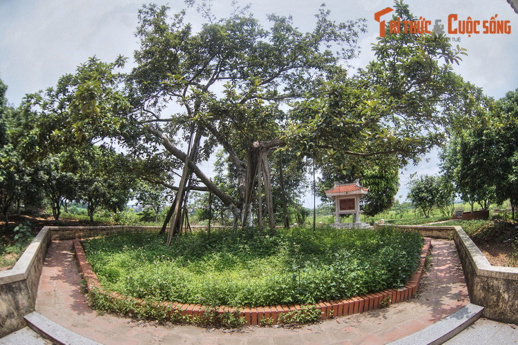 Nơi đây có một cây đa được Bác Hồ trồng vào ngày 31/1/1965, là cây đa thứ hai Người trồng trong Tết trồng cây, sau cây đa ở công viên Thống Nhất, được trồng ngày 11/1/1960 (đã nói đến ở trên).