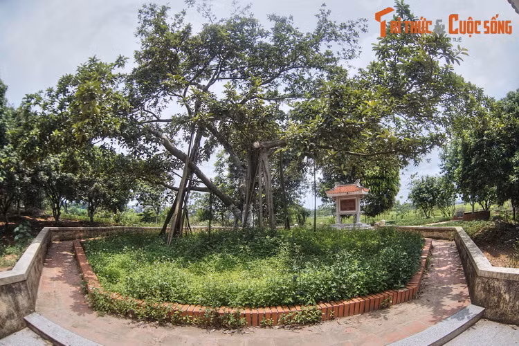 Nơi đây có một cây đa được Bác Hồ trồng vào ngày 31/1/1965, là cây đa thứ hai Người trồng trong Tết trồng cây, sau cây đa ở công viên Thống Nhất, được trồng ngày 11/1/1960 (đã nói đến ở trên).