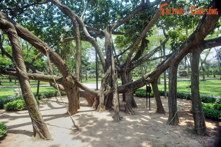 Câu chuyện khởi đầu từ ngày 28/11/1959, khi Bác Hồ viết bài "Tết trồng cây" đǎng trên báo Nhân dân với bút danh Trần Lực, phát động phong trào Tết trồng cây trên toàn miền Bắc. Sáng ngày 11/1/1960, trong không khí sôi nổi của Tết trồng cây đầu tiên, Người cùng đồng bào Thủ đô trồng cây ở công viên Thống Nhất.