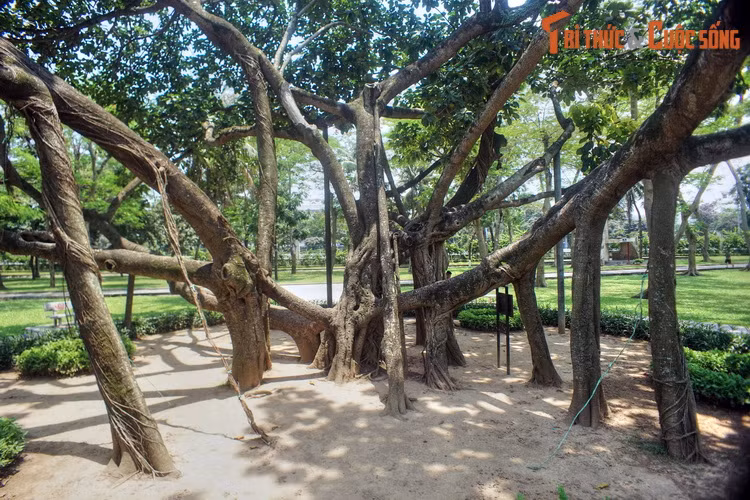 Câu chuyện khởi đầu từ ngày 28/11/1959, khi Bác Hồ viết bài "Tết trồng cây" đǎng trên báo Nhân dân với bút danh Trần Lực, phát động phong trào Tết trồng cây trên toàn miền Bắc. Sáng ngày 11/1/1960, trong không khí sôi nổi của Tết trồng cây đầu tiên, Người cùng đồng bào Thủ đô trồng cây ở công viên Thống Nhất.